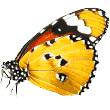 https://barkyway.com/wp-content/uploads/2019/08/butterfly.png